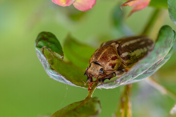 Beetle Sitting on Leaf in Cyprus