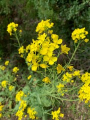 yellow flowers in the garden
