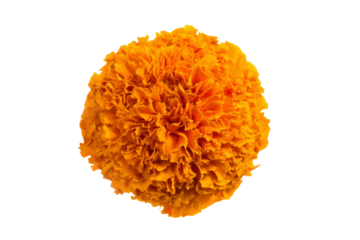 A large orange flower with a yellow center