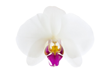 A white flower with a pink center