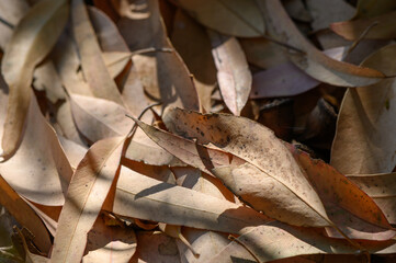 Close-Up of Dry Eucalyptus Leaves