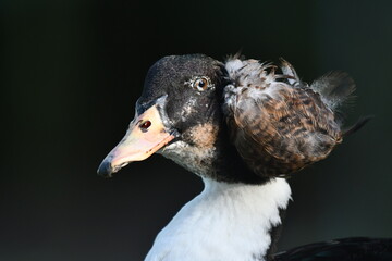 Pato selvagem um bel&iacute;ssimo close-up revelando cada detalhe de sua ex&oacute;tica figura no jardim do Museu da Rep&uacute;blica - Catete - RJ