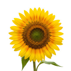Obraz premium Sunflower Blooms Brightly Against Transparent Background, Nature's Perfect Image with Vibrant Yellow Petals