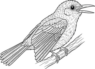 Bird, branch, singing, nature, wildlife, illustration, black and white, line art, feather detail, realistic, perched, profile, drawing, ink, avian, sketch, vintage, naturalist, forest, songbird