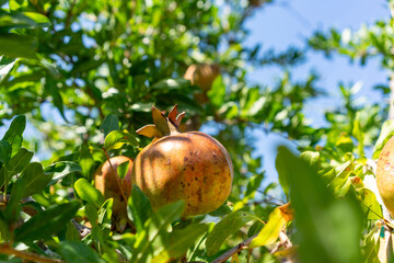 Fresh ripe pomegranates growing on tree branch with green leaves under clear blue summer sky, organic fruit agriculture, healthy food concept, natural background, Mediterranean farming orchard harvest