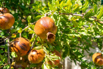 Fresh ripe pomegranates growing on tree branch with green leaves under clear blue summer sky, organic fruit agriculture, healthy food concept, natural background, Mediterranean farming orchard harvest