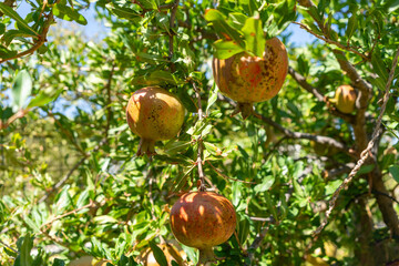 Fresh ripe pomegranates growing on tree branch with green leaves under clear blue summer sky, organic fruit agriculture, healthy food concept, natural background, Mediterranean farming orchard harvest
