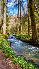 Obraz premium Sunny forest stream in springtime