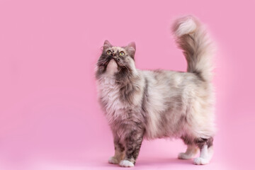 German Longhair cat in blue tortie smoke color on pink background