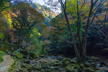 日本の風景・秋　三重県名張市　紅葉の赤目四十八滝