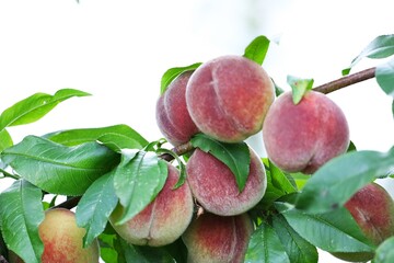 Close-Up of Ripe Peaches on Tree Branch