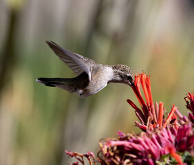 hummingbird in flight 