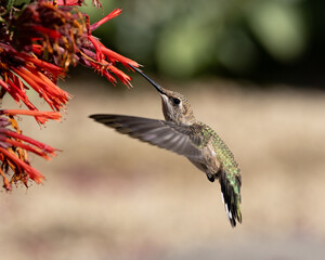hummingbird in flight 
