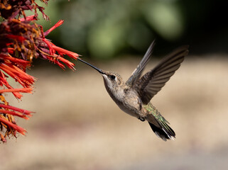 hummingbird in flight 