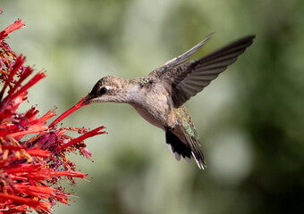 hummingbird in flight