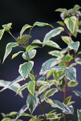 Close-Up of White Dogwood Branch with Leaves and Berries