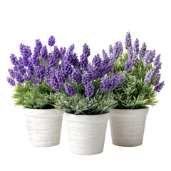 Fototapeta premium Three small potted lavender plants