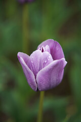 Purple tulip with dew drops