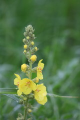 Close-Up of Common Mullein Leaves with Water Droplets after Rain