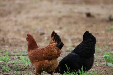 Two Chickens with Black and Reddish Plumage on Ground