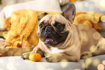 Cute French bulldog with fresh pumpkin lying on sofa in living room. Thanksgiving Day celebration