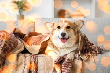 Cute Corgi dog with plaid lying on sofa at home