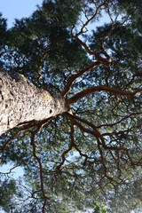 View from Below of Pine Tree Trunk and Branches Reaching Sky