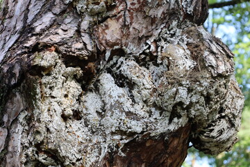 Close Up of Pine Tree Trunk