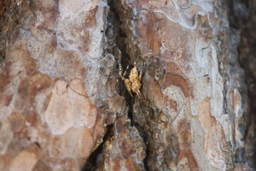 Close Up of Cross Spider Weaving Web on Old Pine Tree