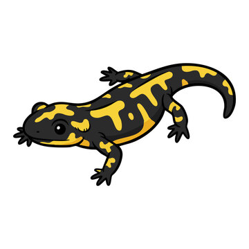 Tiger Salamander