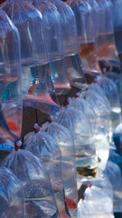 ornamental fish ready for sale.