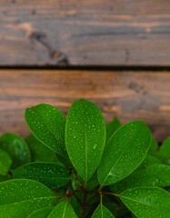 Close-up of wet leaves on wood