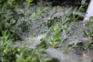 Detailed Close Up of Leaf with Dew