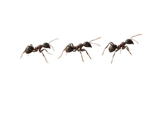 Close-up of four ants in motion, against a black background.  They appear to be moving in a line, with slightly different poses, showcasing details of their segmented bodies and limbs