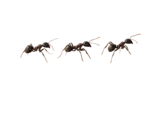 Close-up of four ants in motion, against a black background.  They appear to be moving in a line, with slightly different poses, showcasing details of their segmented bodies and limbs