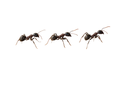 Close-up of four ants in motion, against a black background.  They appear to be moving in a line, with slightly different poses, showcasing details of their segmented bodies and limbs