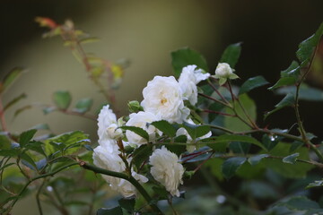 Detailed Close Up of White Iceberg Rose