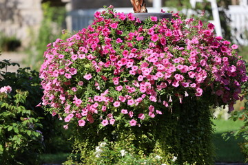 Detailed Close Up of Petunia Flower Arrangement
