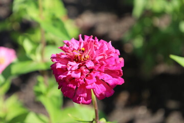 Detailed Close Up of Cenia Flower Bloom