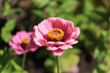 Obraz premium Detailed Close Up of Cenia Flower Bloom