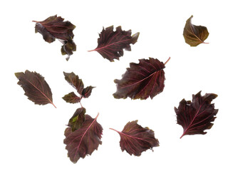 Fototapeta premium Flying fresh purple basil leaves on white background