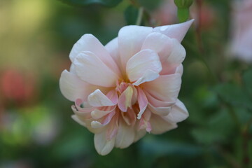 Beautiful Japanese Camellia Flower Macro Close Up