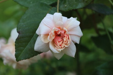 Beautiful Japanese Camellia Flower Macro Close Up