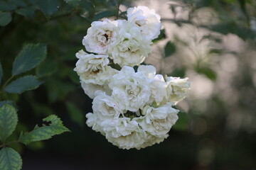 Detailed Close Up of White Iceberg Rose