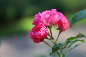 Gorgeous Roses Displaying Multiple Color Variations