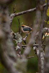 pajaro