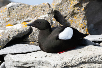 Side View of Black Guillemot Sitting on a Rock