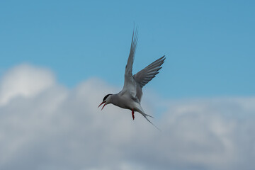 Arctic Tern Hovering Before Dive