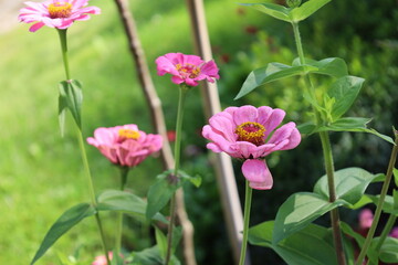 Close Up of Elegant Zinnia Bloom