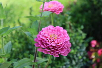 Close Up of Elegant Zinnia Bloom